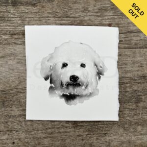 Bichon Frise Portrait