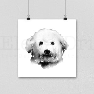 Bichon Frise Portrait