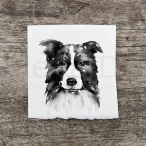 Border Collie Portrait
