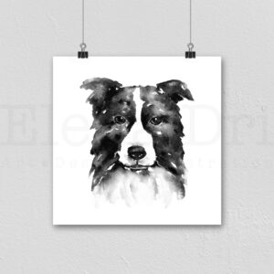 Border Collie Portrait